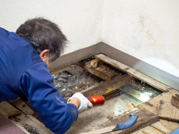 Best Emergency Mold Removal  in Marion, MT