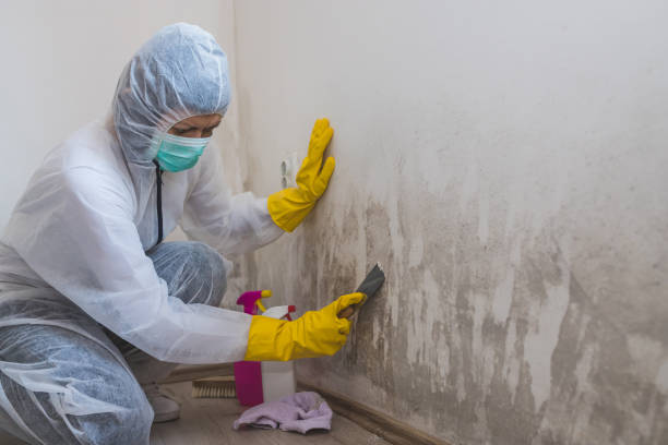 Best Office Mold Removal Services  in Marion, MT