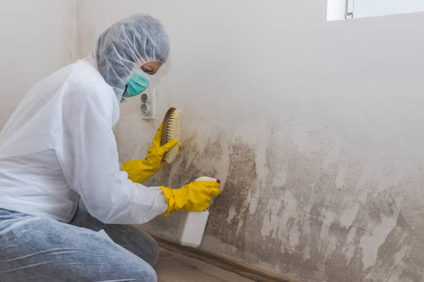 Best Crawl Space Mold Removal  in Marion, MT