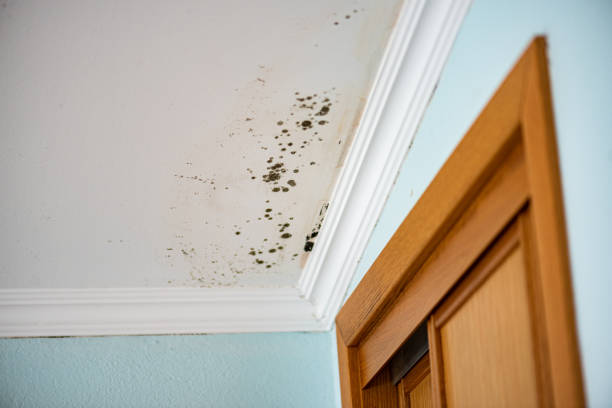 Best Emergency Mold Removal  in Marion, MT