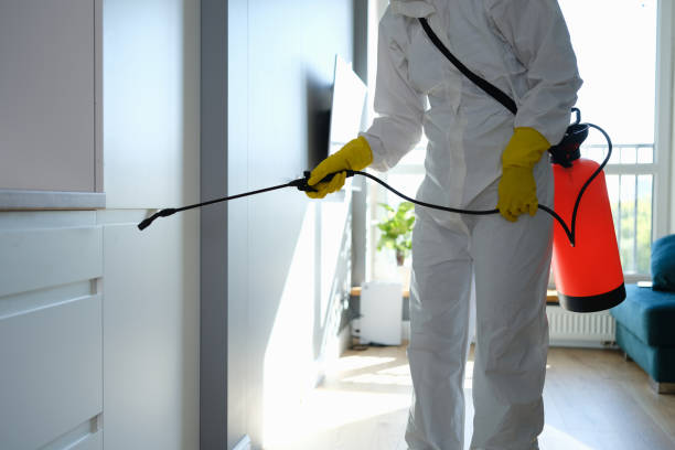 Mold Removal Process in Marion, MT