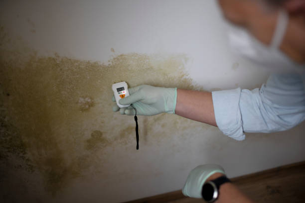 Best Mold Remediation  in Marion, MT