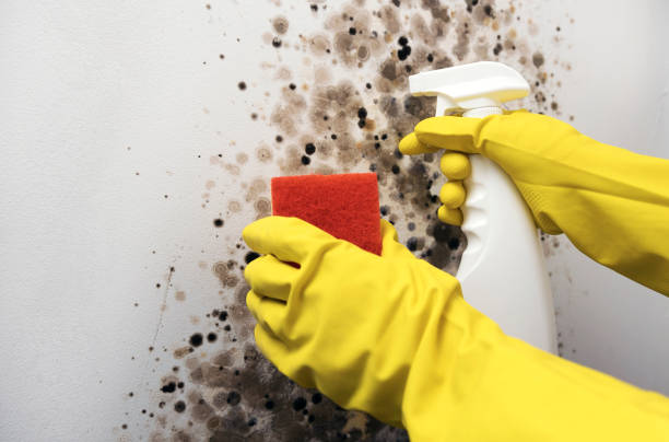 Best Mold Testing  in Marion, MT