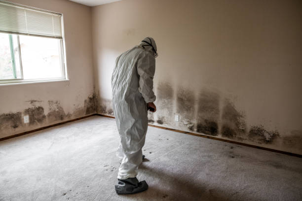 Best Black Mold Removal  in Marion, MT