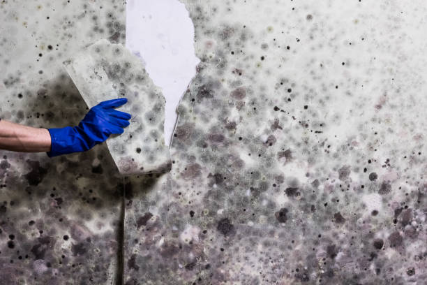 Best Mold Testing  in Marion, MT