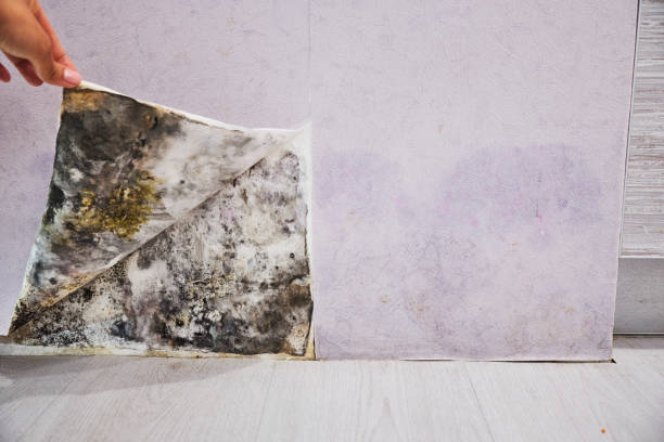Best Same-Day Mold Removal  in Marion, MT